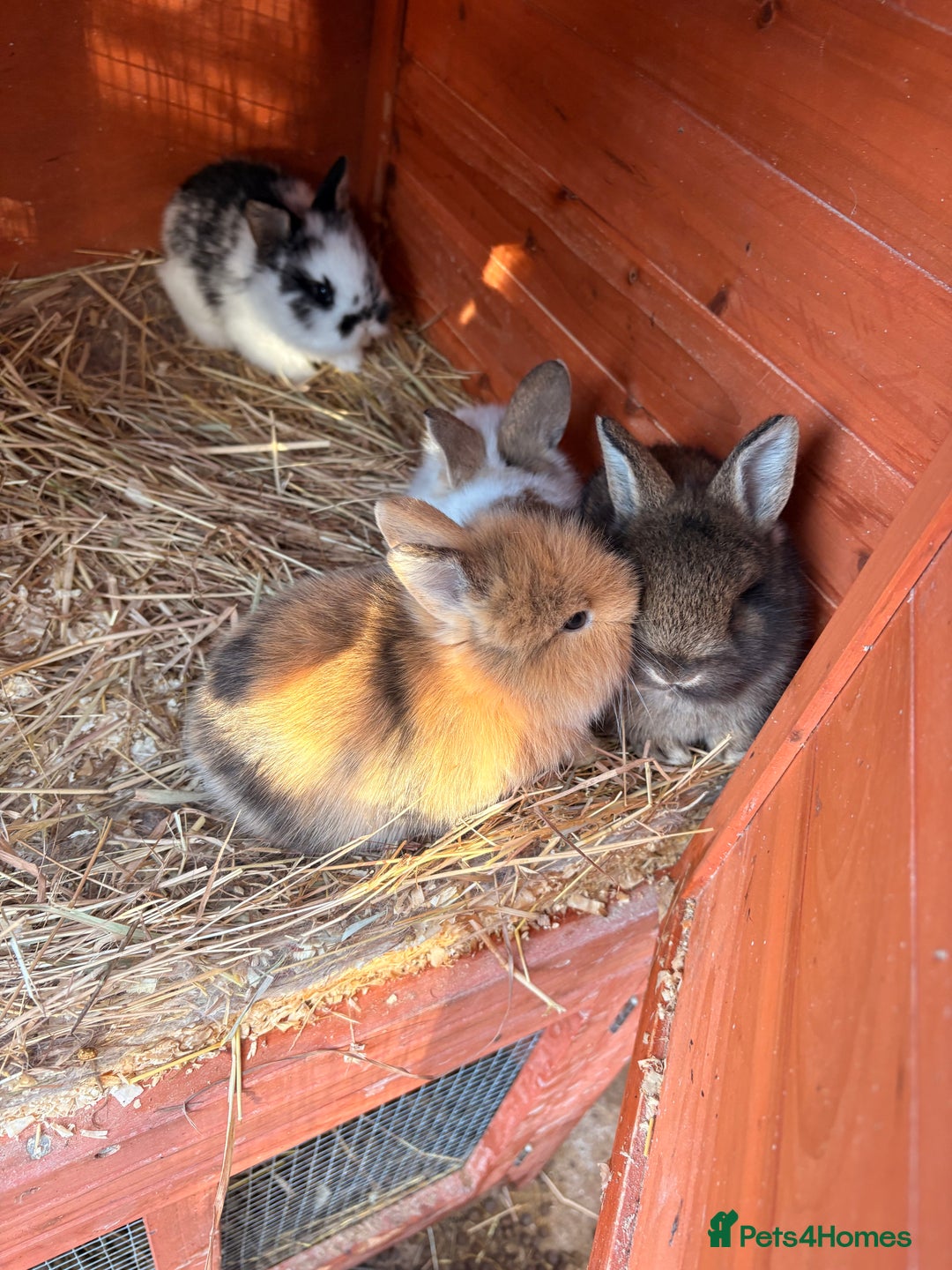 Lionhead rabbits for sale: Baby Rabbits for sale - Advert 7