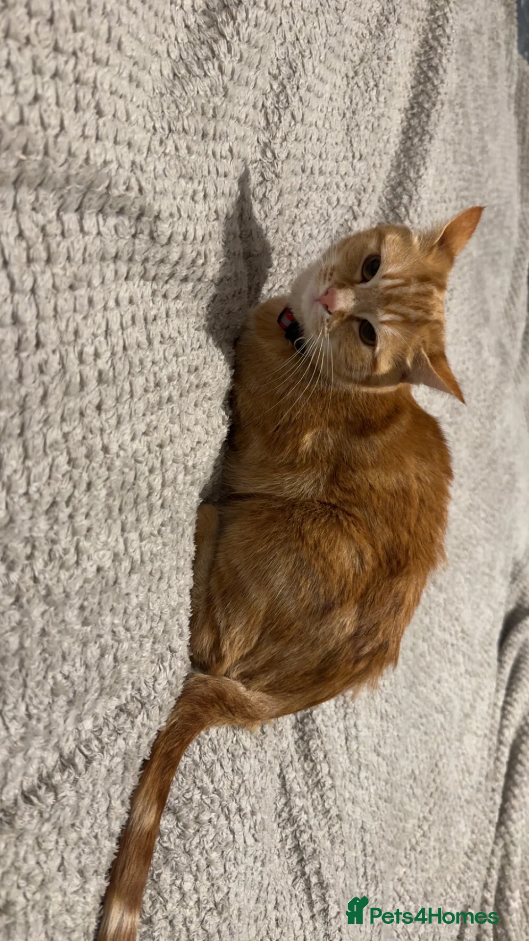 Mixed Breed cats for sale: Ginger and tabby cats - Advert 4