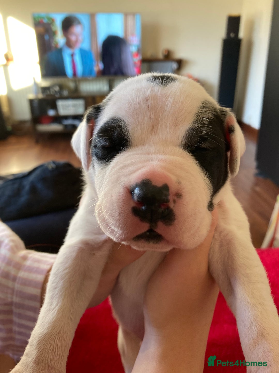 Mixed Breed dogs for sale: Mastiff x Staffy Puppies  - Advert 6