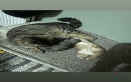 British Shorthair cats for sale: Kitten for sale - Image 7