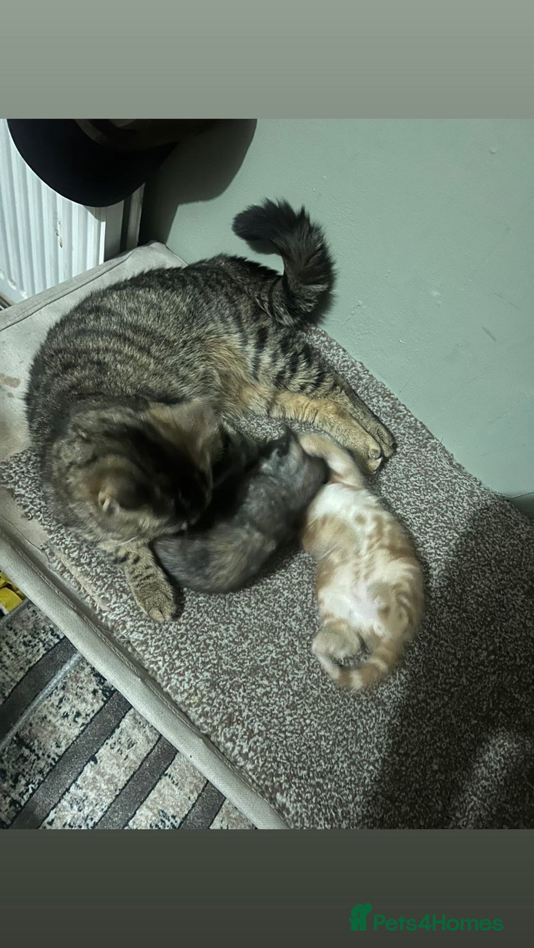 British Shorthair cats for sale: Kitten for sale - Image 7