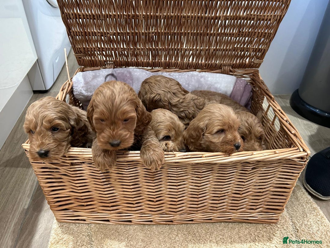 Cockapoo dogs for sale: F1 Miniature Cockapoo  - Advert 14