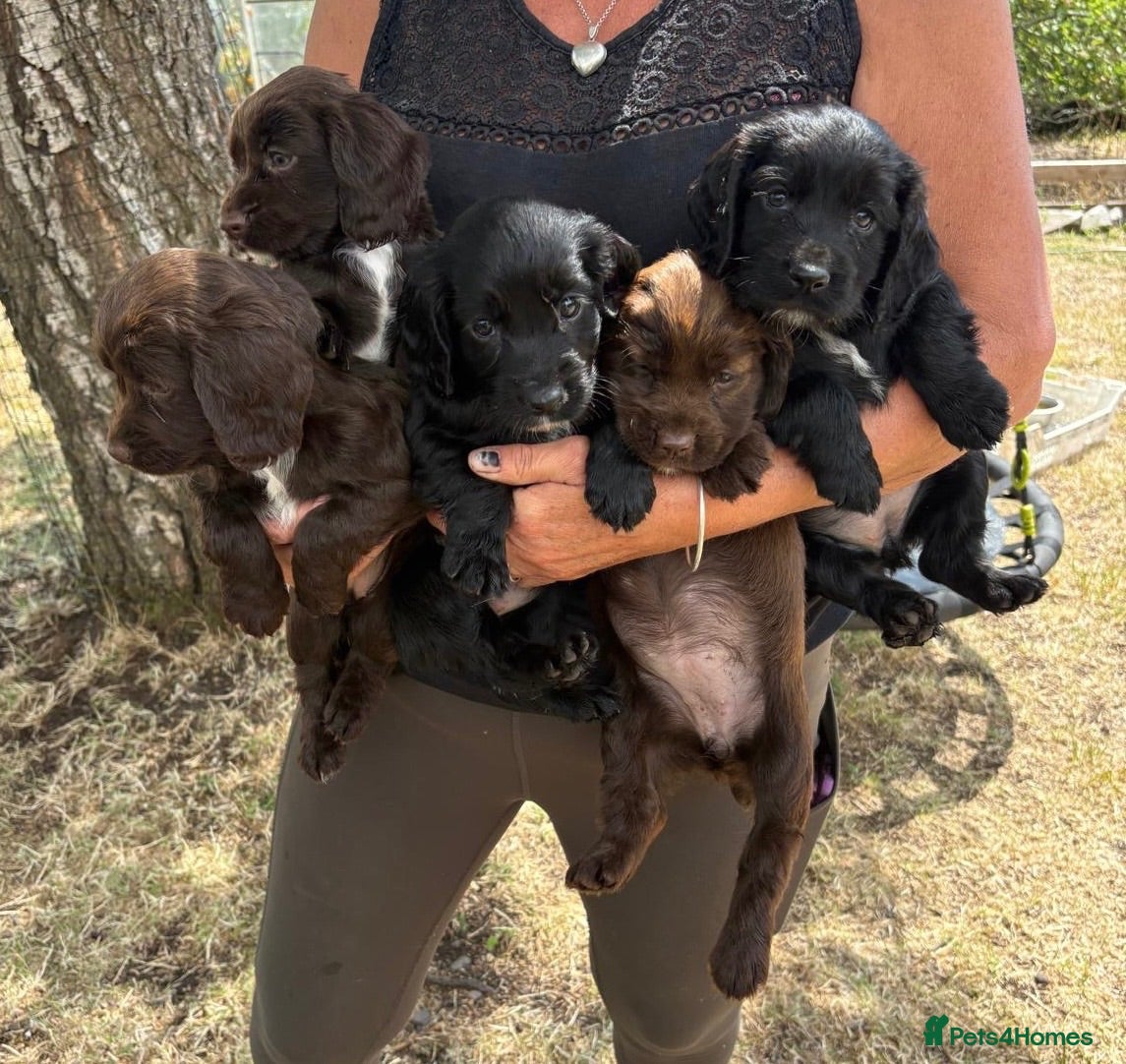 Sprocker dogs F1 Sprocker Bitch puppies  - Advert 1
