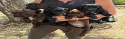 Sprocker dogs for sale: F1 Sprocker Bitch puppies  - Advert 1