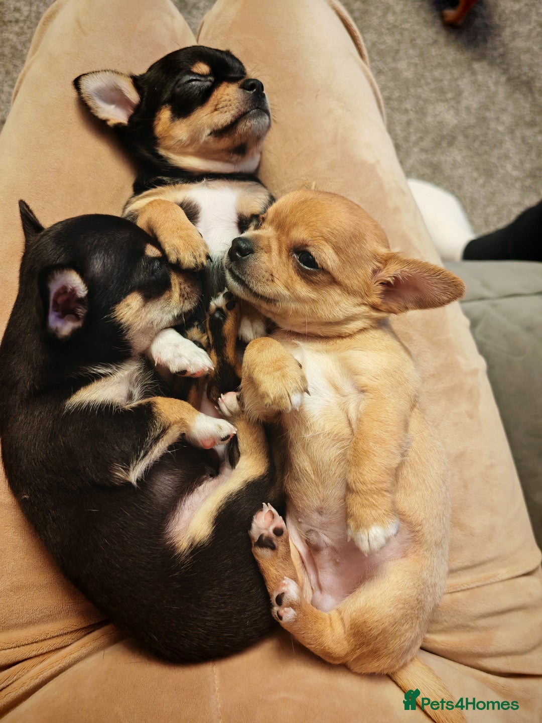 Chihuahua dogs for sale: Tiny chihuahua's  - Image 10