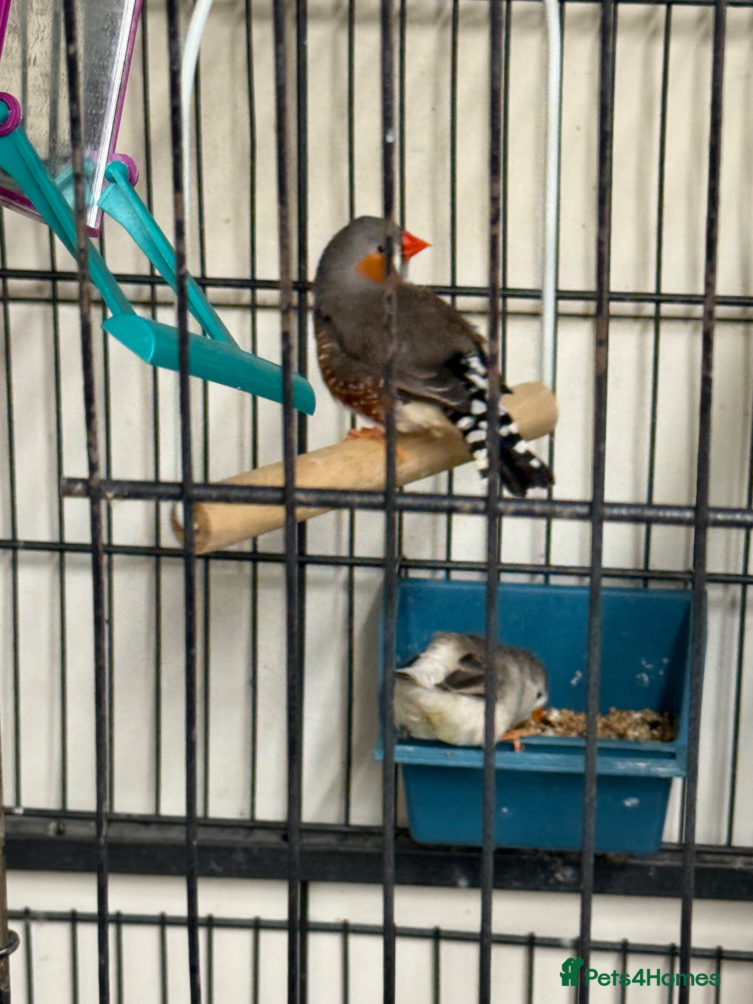 Mixed Breed birds For sale - Advert 2