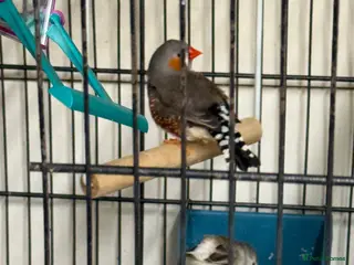 Mixed Breed birds For sale - Advert 2