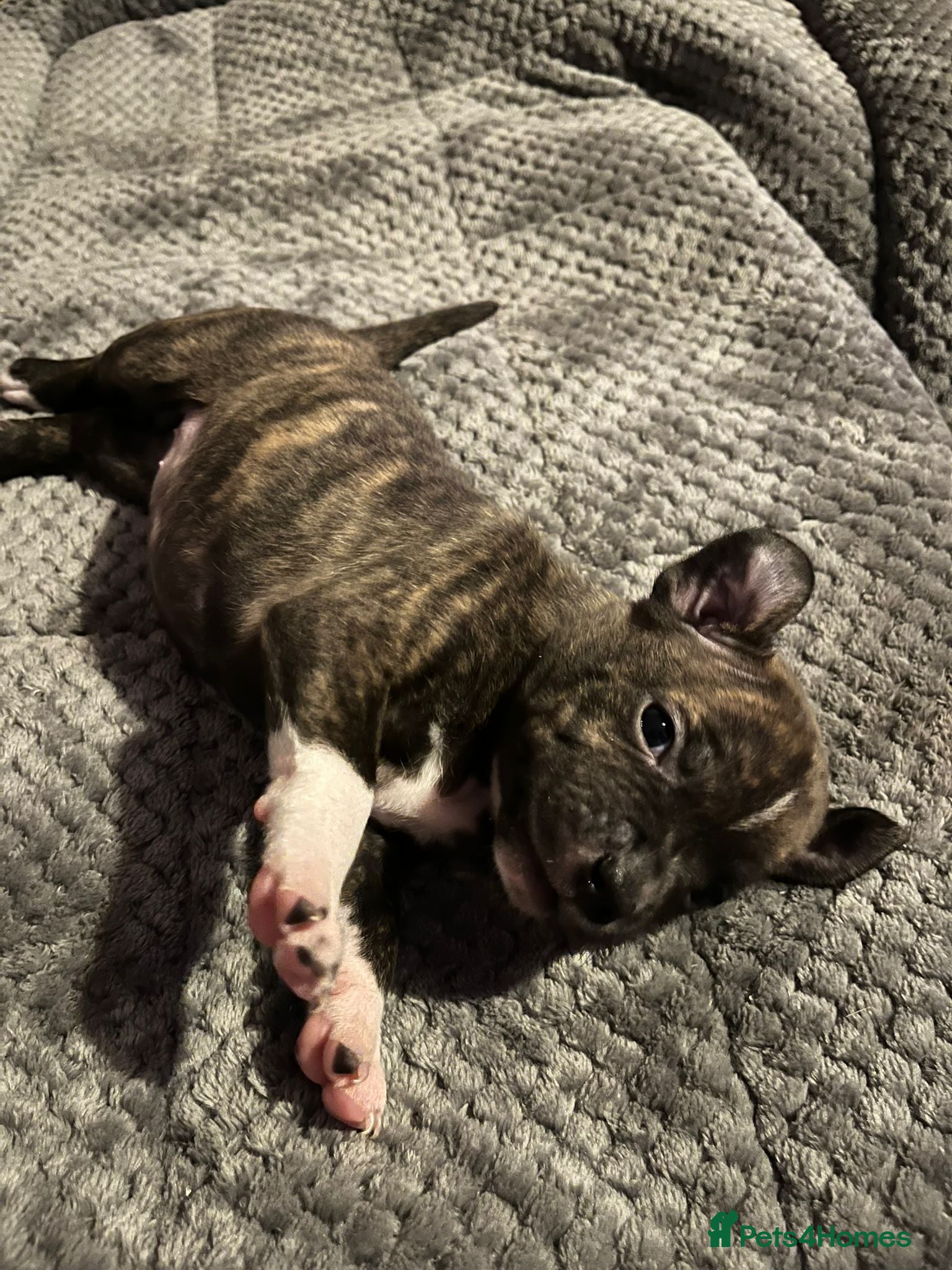 Staffordshire Bull Terrier dogs Mixed litter brindle and red  - Advert 1