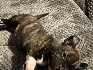 Staffordshire Bull Terrier dogs Mixed litter brindle and red - Advert 1