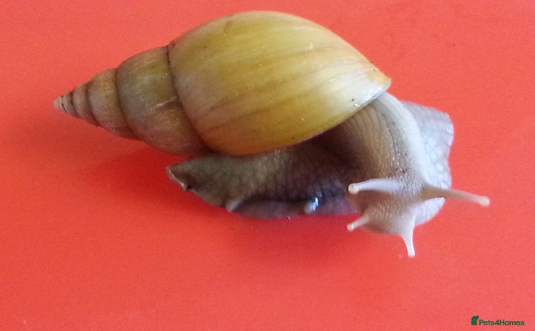 Snails invertebrates - Advert 1
