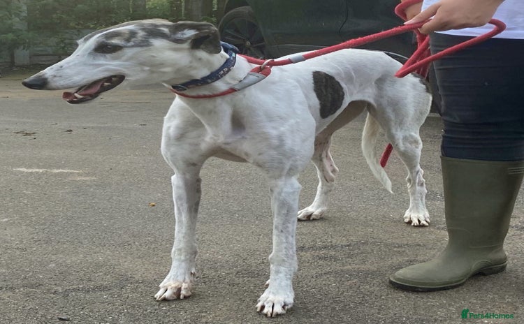 Greyhound dogs - Advert 2