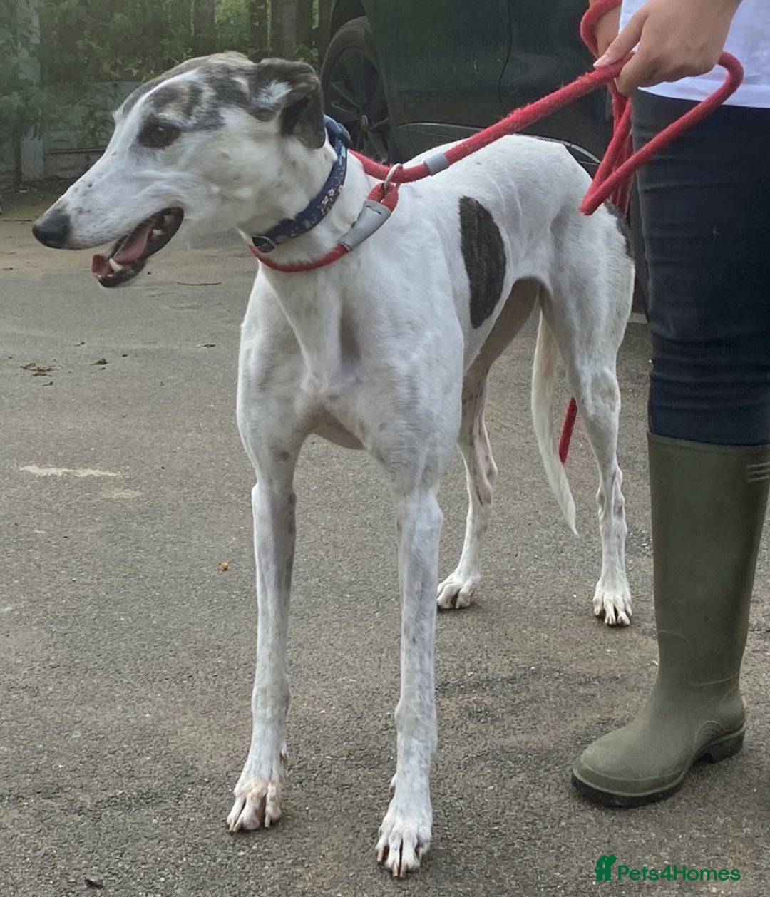 Greyhound dogs for adoption: Gorgeous girl Mary wants a loving forever home - Image 1