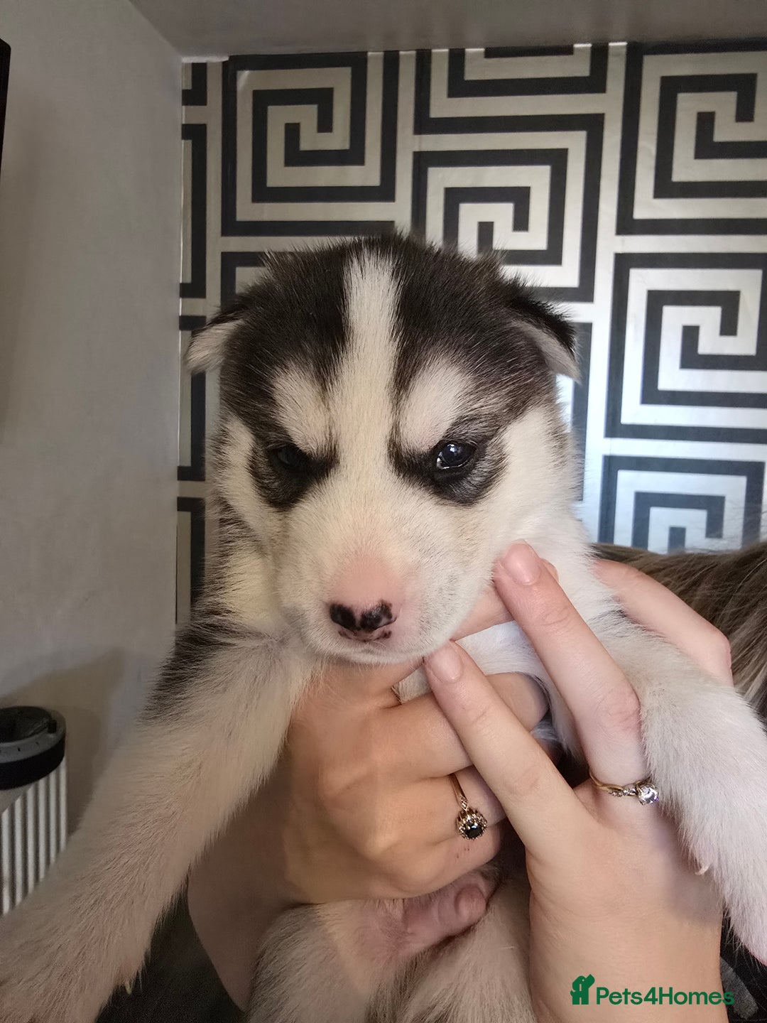 Siberian Husky dogs for sale: Siberian Husky Puppies - Image 5