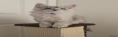 Maine Coon 2