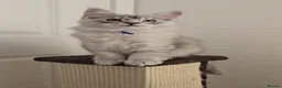 Maine Coon cats for sale: Stunning Silver Shaded Maine Coon kittens - Advert 12