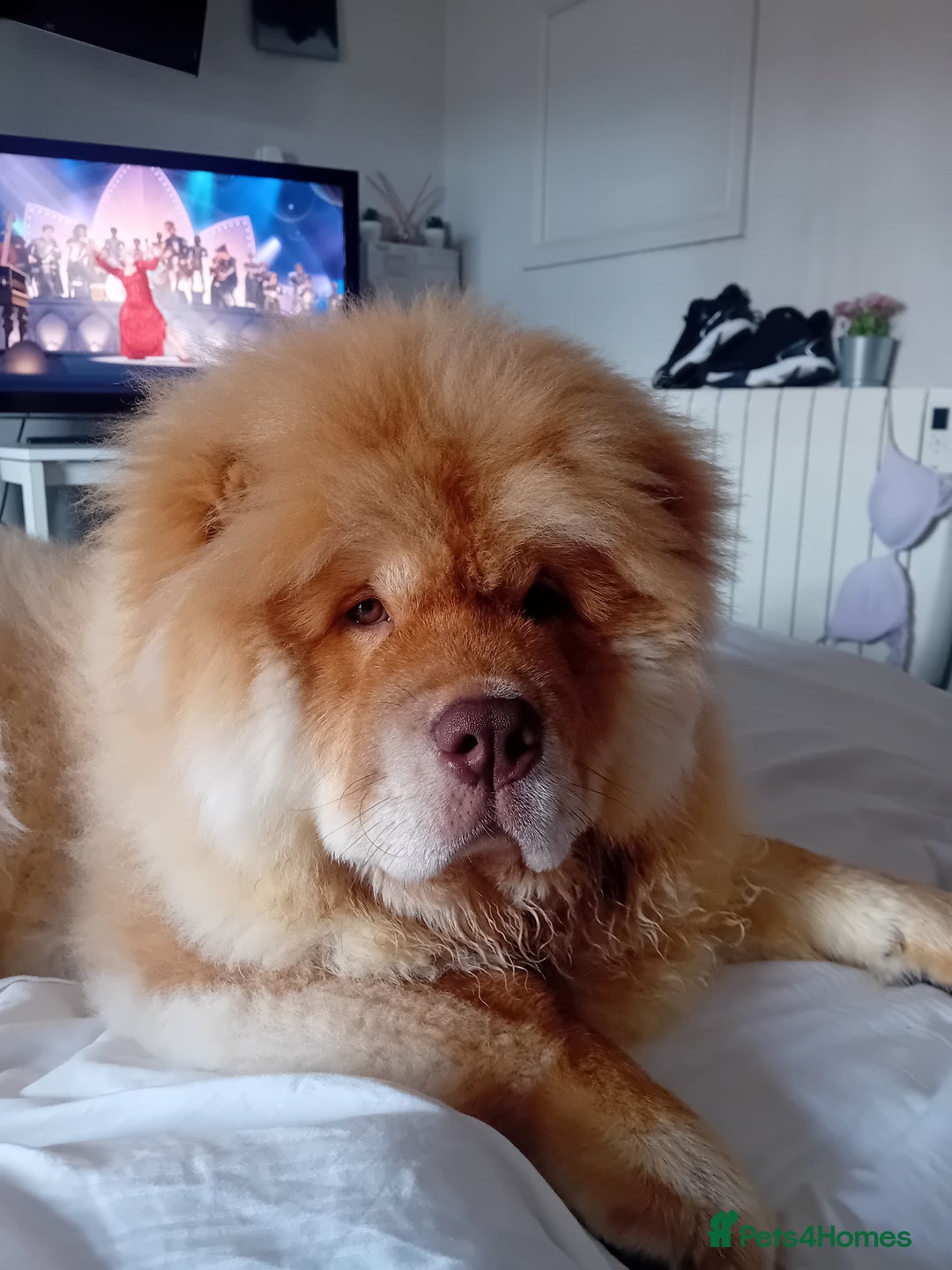 Chow Chow dogs for stud: Chowmazing  - Image 11