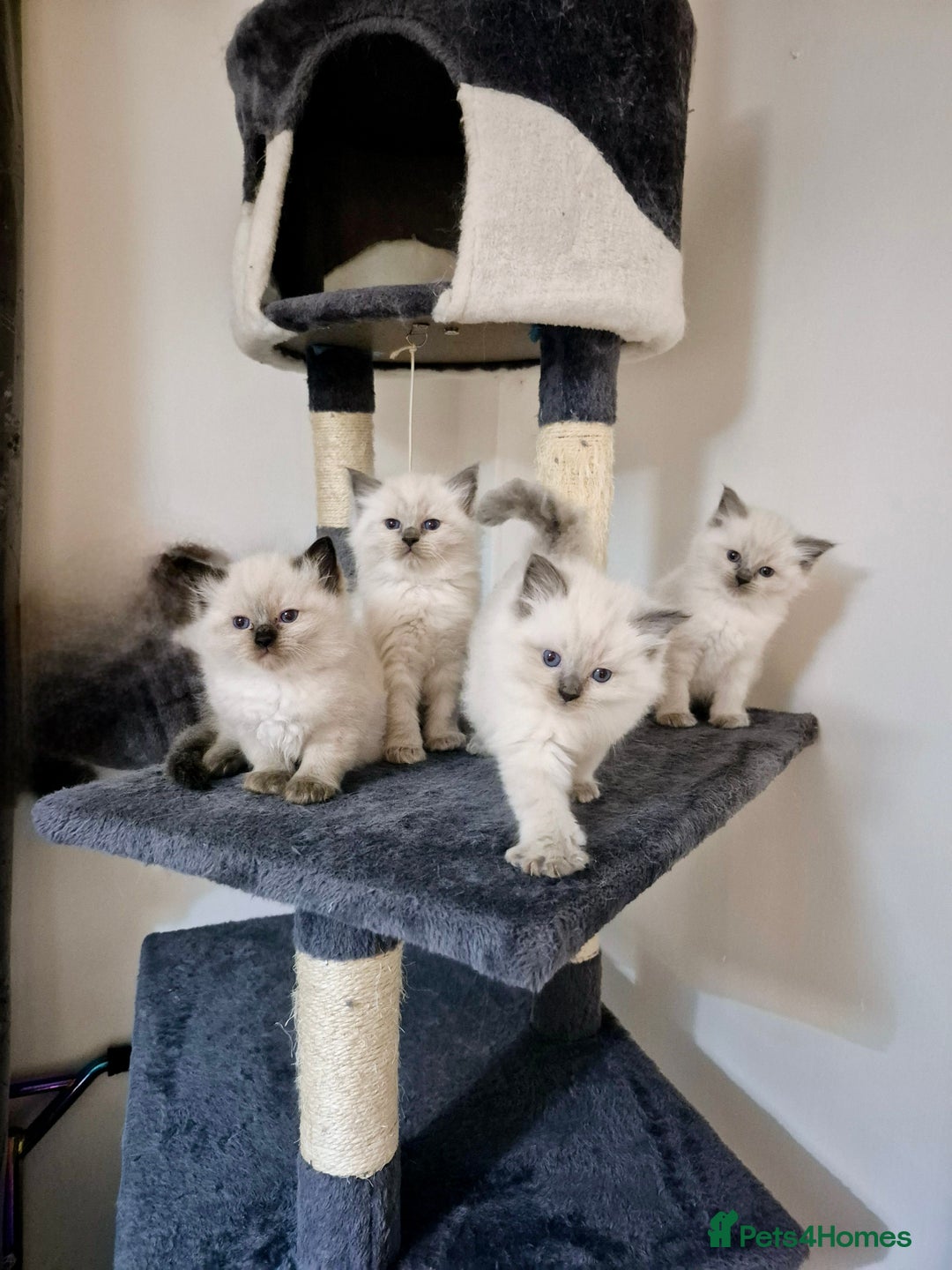 Ragdoll cats for sale: Pure Ragdoll Kittens - Advert 1