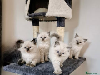 Ragdoll cats Pure Ragdoll Kittens - Advert 3