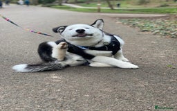 Siberian Husky dogs for stud: Stunning Blue eye Sibrian Husky for Stud  in Liverpool - Image 10