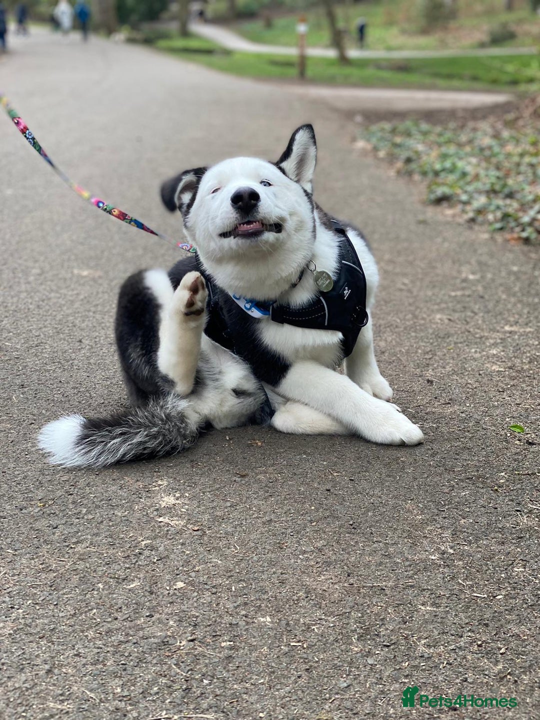 Siberian Husky dogs for stud: Stunning Blue eye Sibrian Husky for Stud  in Liverpool - Image 10