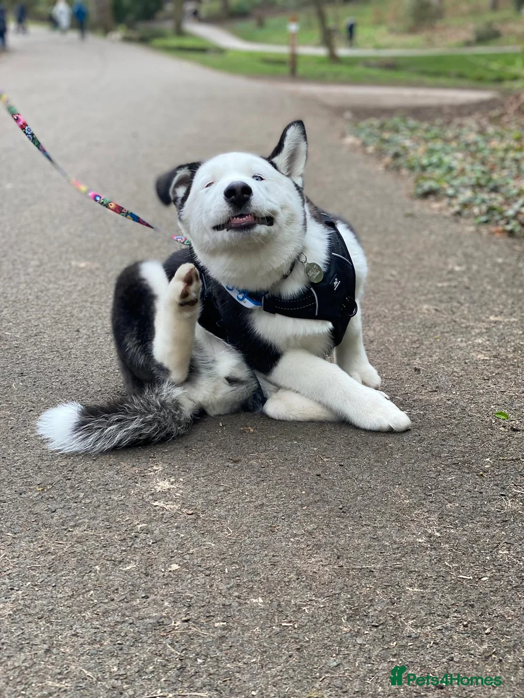 Siberian Husky dogs for stud: Stunning Blue eye Sibrian Husky for Stud (Proven) in Liverpool - Advert 10