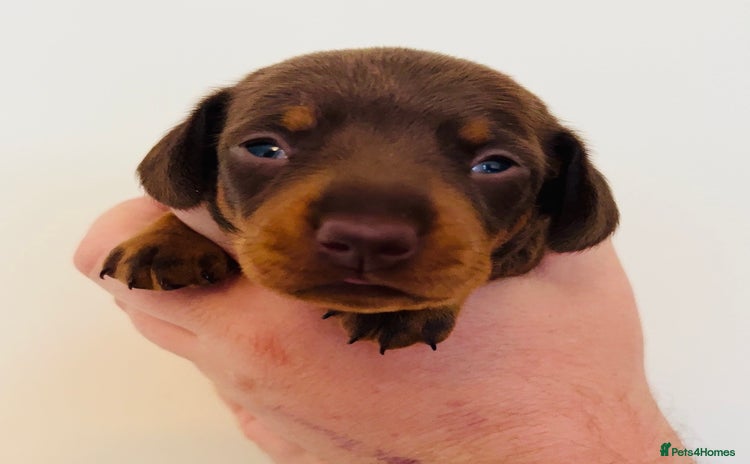 Miniature Dachshund dogs - Advert 1