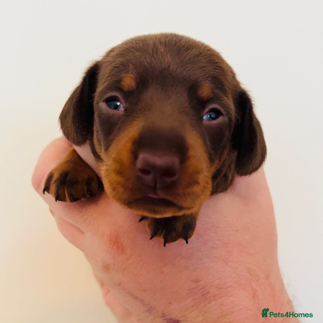 Miniature Dachshund dogs for sale: Beautiful healthy baby miniature dachshunds 🐾 - Image 1