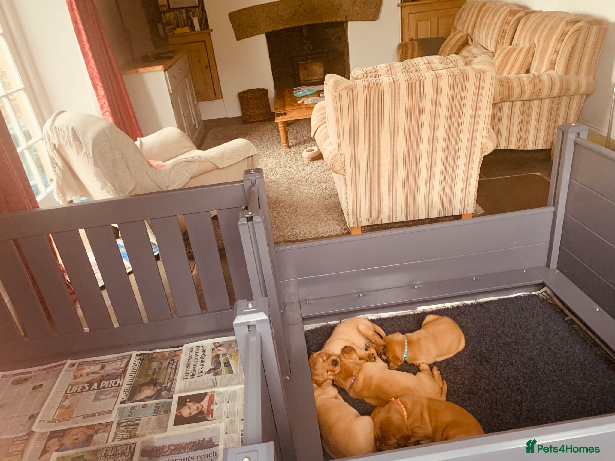 Labrador Retriever dogs for sale: KC reg health-tested Fox Red lab pups home raised - Advert 4