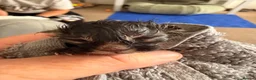 Mixed Breed cats for sale: 3 beautiful tabby kittens  - Advert 13
