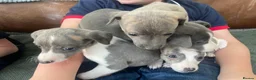 Whippet dogs for sale: Stunning Litter of KC Whippet Puppies - Advert 1