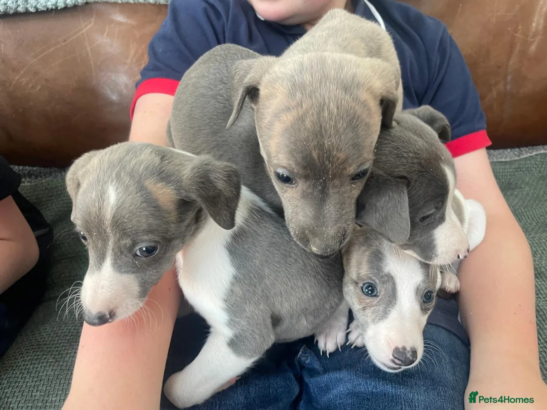 Whippet dogs for sale: Stunning Litter of KC Whippet Puppies - Advert 1