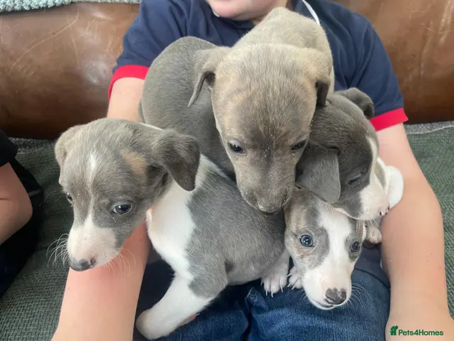 Whippet dogs for sale: Stunning Litter of KC Whippet Puppies - Advert 1