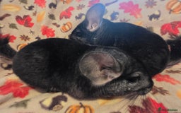 Chinchilla rodents for sale: Black pearl Carriers - Image 34