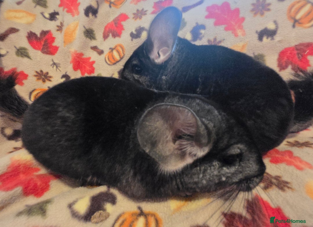 Chinchilla rodents for sale: Black pearl Carriers - Image 34