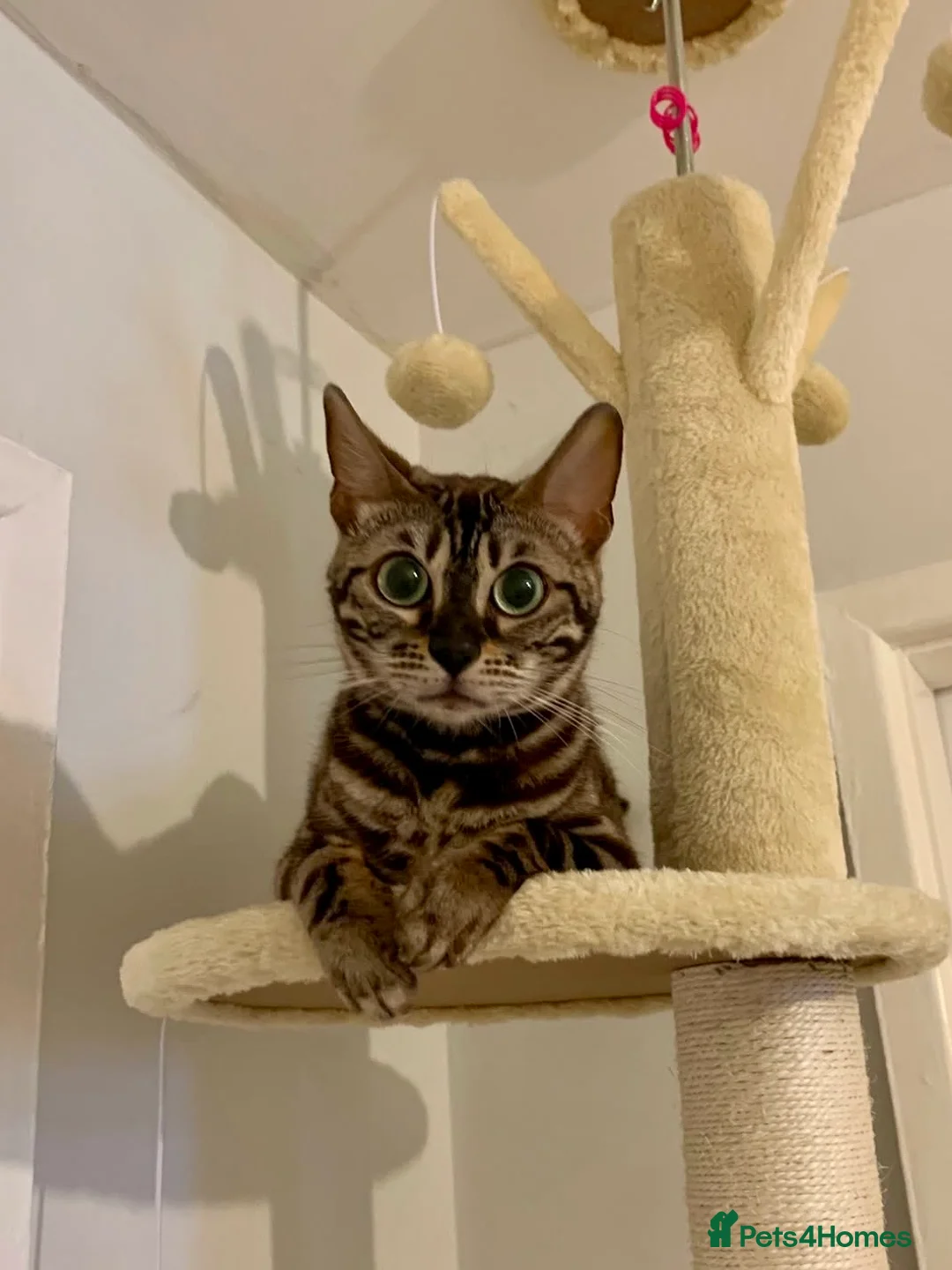 Bengal cats for sale: 🏆Gorgeous Brown Pedigree bengal girl🏆  - Advert 1
