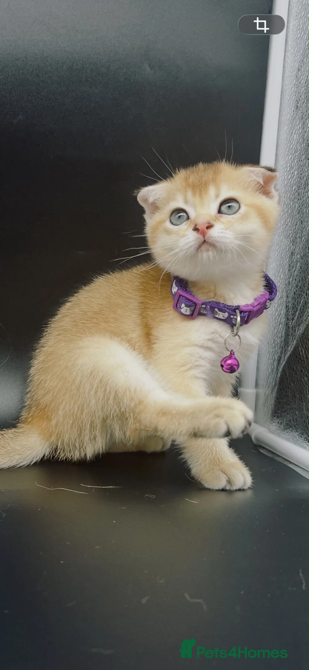 Scottish Fold cats for sale: Fully-Vaccinated Scottish Fold Boy and Girl Kitten - Advert 2