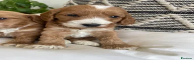 Cockapoo Puppy 5