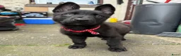 Belgian Shepherd Dog dogs for sale: Dutch shepherd  in Bolton - Advert 5