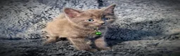 Mixed Breed cats for sale: 9 beautiful friendly kittens - Advert 4