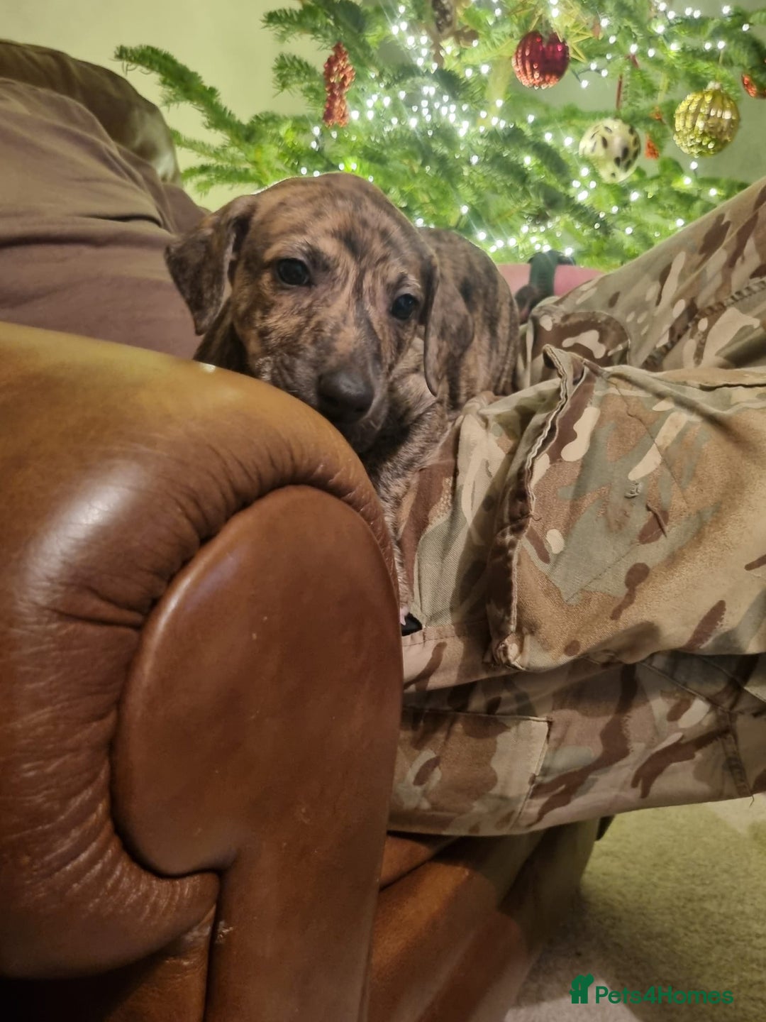 Lurcher dogs for sale: Stunning lurcher puppy’s  - Advert 4