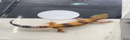 Leopard Gecko reptiles for sale: Mixed baby Leopard Geckos & 1 Black night - Advert 24