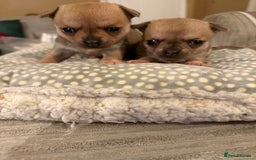 Chihuahua dogs for sale: Brother and sister Chihuahua - Advert 7