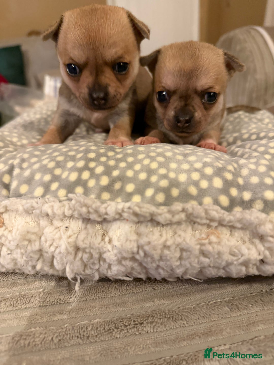 Chihuahua dogs for sale: Brother and sister Chihuahua - Advert 7