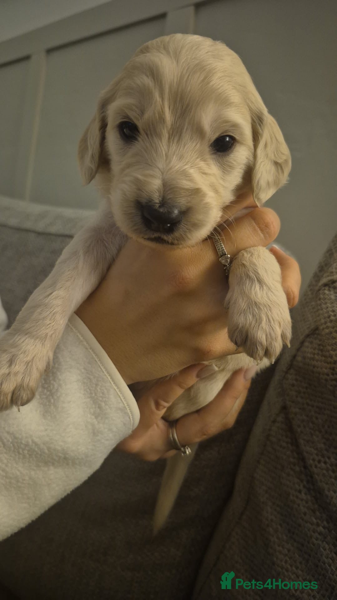 Goldendoodle dogs Beautiful F1b standard Goldendoodle puppies - Advert 12
