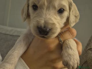 Goldendoodle dogs Beautiful F1b standard Goldendoodle puppies - Advert 8
