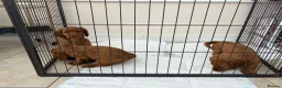 Cocker Spaniel dogs for sale: Working cocker spaniels  - Advert 3