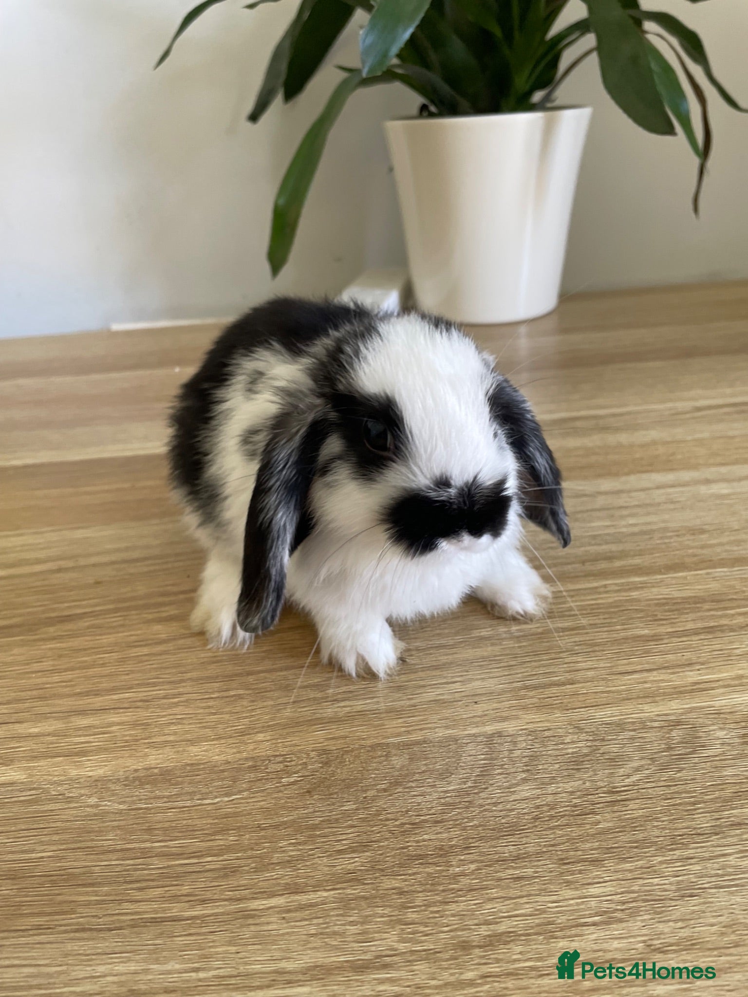 Mini Lop rabbits Mini lop rabbits - Advert 2