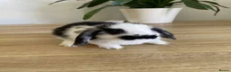 Mini Lop rabbits for sale: Mini lop rabbits - Advert 1