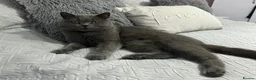 British Shorthair cats for sale: Beautiful British Blue Male  - Advert 5