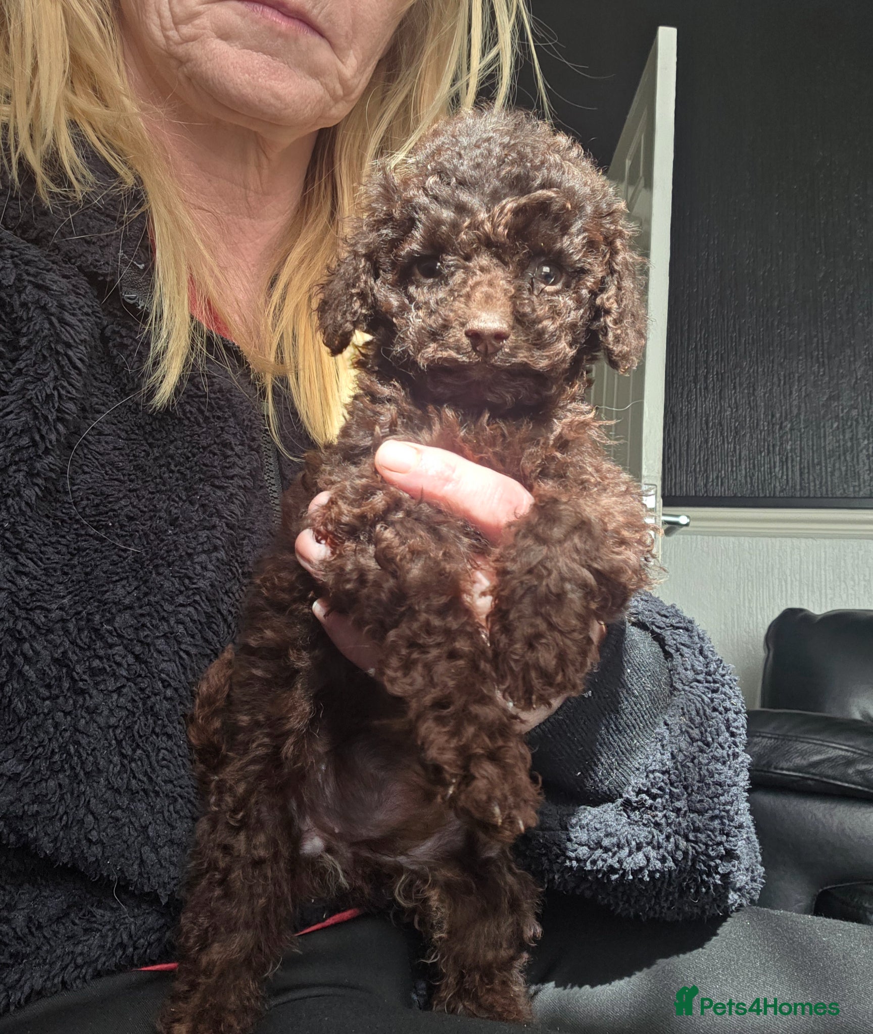 Cockapoo dogs One Chocolate Cockapoo tiny girl - Advert 18